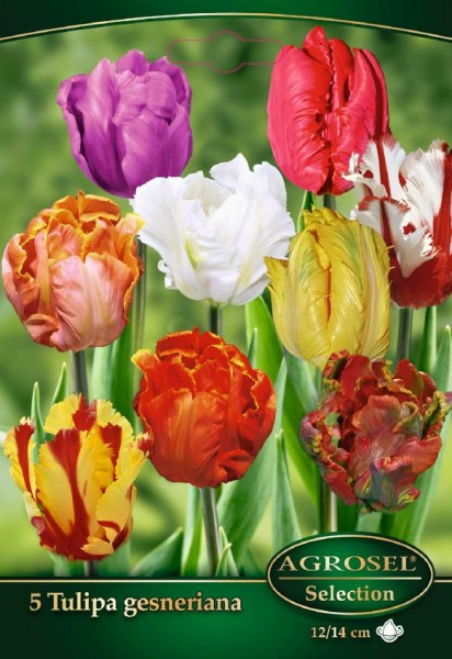 Tulipán virághagyma, színkeverék